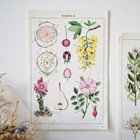 Image 10 of Planches De Botanique Colorées.