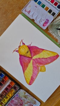 Image 3 of Rosy Maple Moth ORIGINAL ARTWORK copy