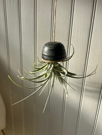 Image 3 of Tillandsia