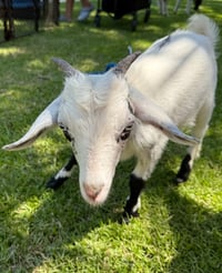 Image 6 of Boo At The Zoo, horse rides, pumpkin painting, hay rides, MORE!