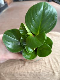 Image 5 of Baby Rubber Plant in Gilded Aztec Pot