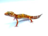 (Giant Line) Tangerine (Tremper) (4)