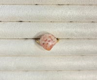 Image 20 of Shell Rings