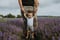 Image of Lavender Minis 2025