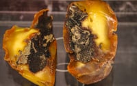 Image 1 of Egyptian Amber