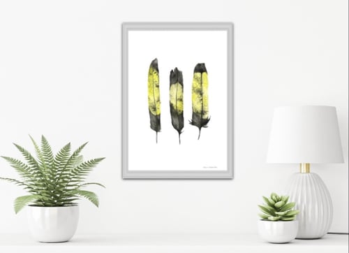 Image of Yellowtail black cockatoo Feathers