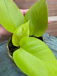 Image 4 of Lemon Lime Pothos in "Plant Your Own Roots" Pot
