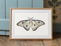 Image 3 of Ghostly Moth PRINT
