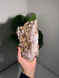 Image 6 of XL SUGARY DOG TOOTH CALCITE -MEXICO- B