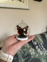 Image 3 of Red Admiral & Cat Mini Dome