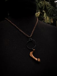 Image 3 of beaver rib