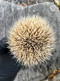 Image 4 of T1 Manchurian Badger (Knot Only)