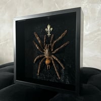 Image 2 of Bird Eating Tarantula 