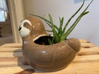 Image 2 of Aloe Vera in Cute Sloth Bowl