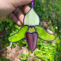 Image 2 of Paphiopedilum Orchids