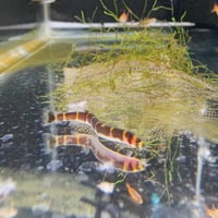 Image 2 of Kuhli Loaches