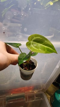 Image 3 of Forgetii x aos x dorayaki x red crystal 