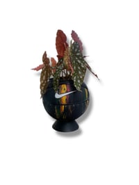 Image 1 of BASKETBALL PLANTS BLACK