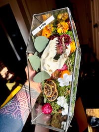 Image 2 of Raccoon Skull Coffin Terrarium 