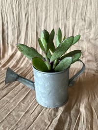 Image 4 of Vertical Leaf Senecio in small Daisy Pitcher