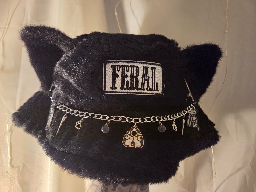 Image of Feral Cat