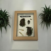 Beaver Paw Shadow Box 