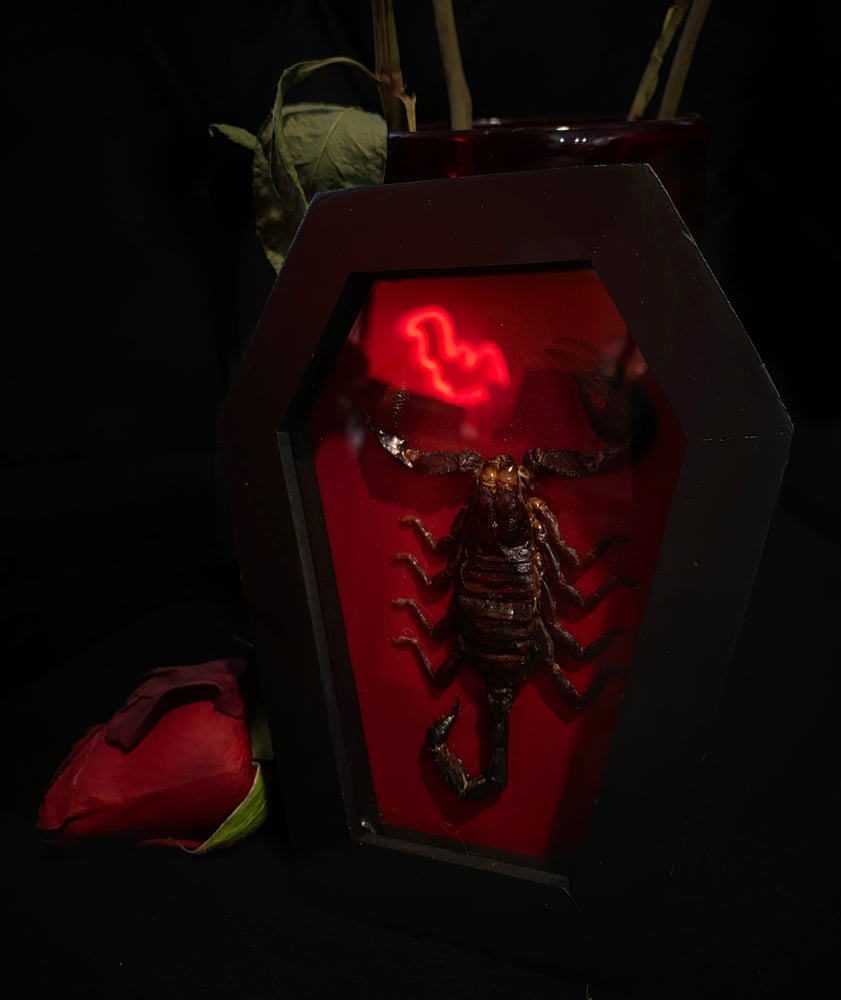 Image of Scorpion Coffin 