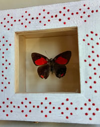 Image 3 of Small Polka Dot Bug Box 