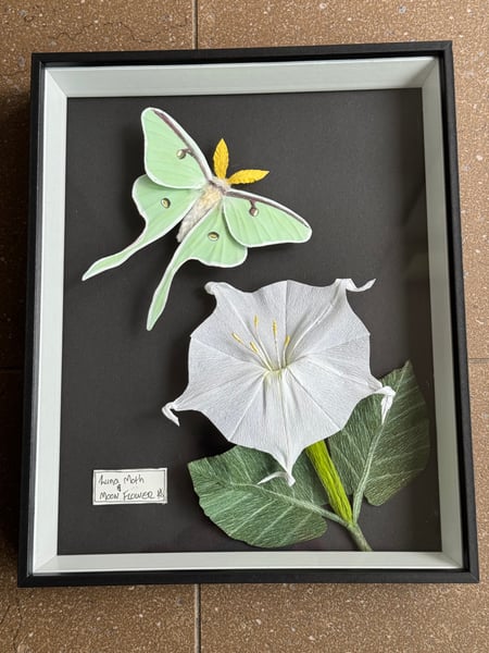 Image of Luna Moth and moon flower for Kate