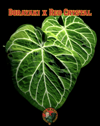 Image 4 of Anthurium Stella Rose Large 