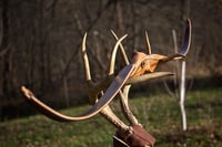 Image 2 of Stanek Custom Bow