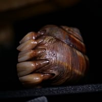 Image 23 of Dental Snull sculpture- dark walnut color, OOAK