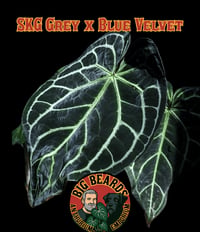 Image 4 of Forgetii x aos x skg grey x blue velvet