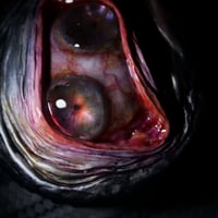 Image 23 of The incredible Double Iris Spice Grinder OAAK