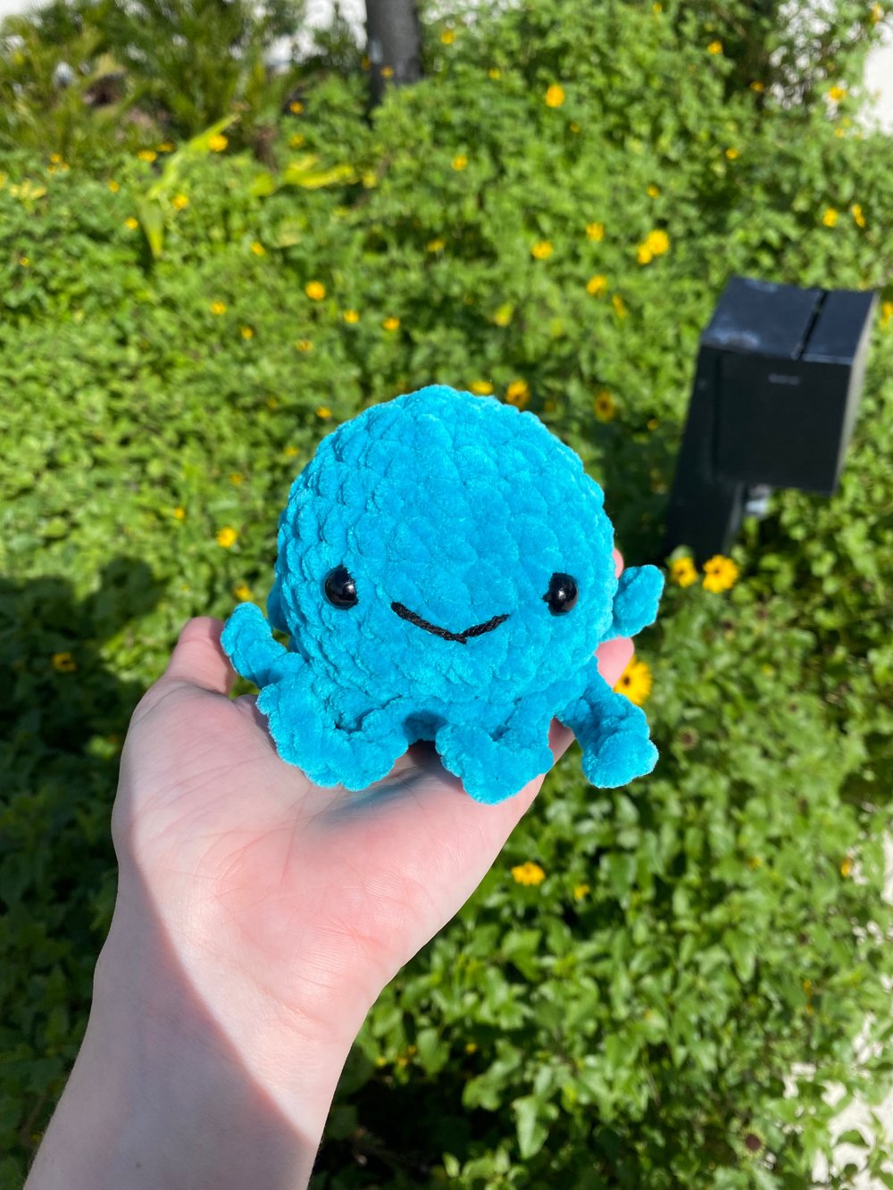 Image of octopus