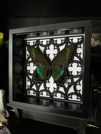 Image 1 of Papilio maackii