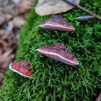 Image 1 of Mały magnes na lodówkę - Hubki 