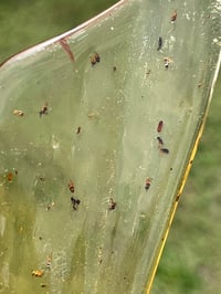 Image 18 of Copal Amber With Preserved Insects #2357