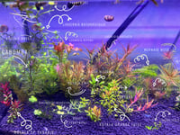 15 DIFERENT SPECIES 50 stems planted tank easy beginner aquarium low Tech