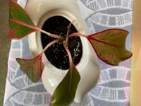 Image 4 of Red Aglaonema in White Rhino