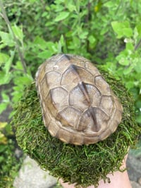 Image 2 of Stinkpot Turtle Shell