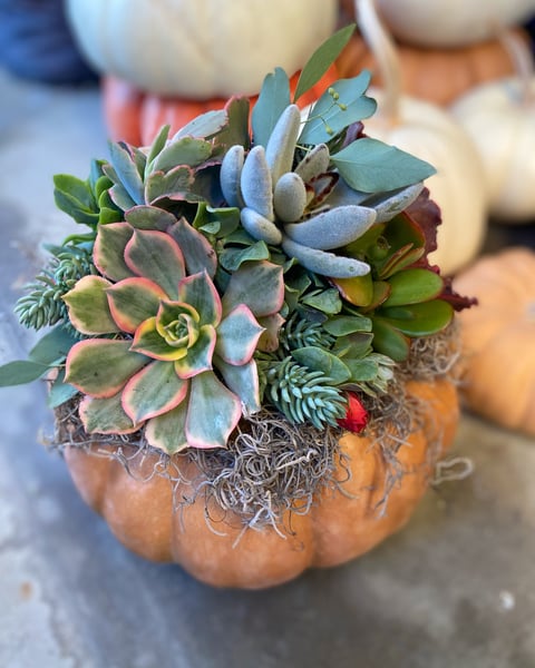 Image of Succulent pumpkin 