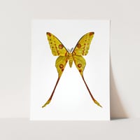 Image 3 of Comet Moth LIMITED EDITION PRINT