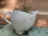 Image 3 of Freckled Splash Hoya in Majorca Seashell Pitcher 