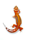 Bold Stripe High Contrast Tangerine (Tremper) H-12