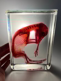 Image 1 of Diaphonized roe deer fetus