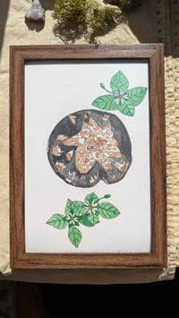 Image 3 of Coprinus calyptratus