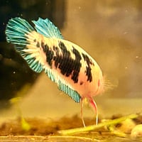 Image of Galaxy Tiger Koi HMPK