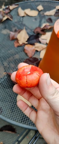 Image 3 of Two Pumpkins