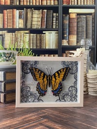 Image 2 of Faux Entomology Mounts - Eastern Tiger Swallowtail